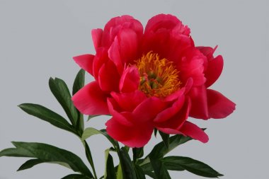 Gri arka plan üzerinde kırmızı Şakayık yakın çekim