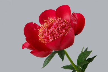 Gri arka plan üzerinde kırmızı Şakayık yakın çekim