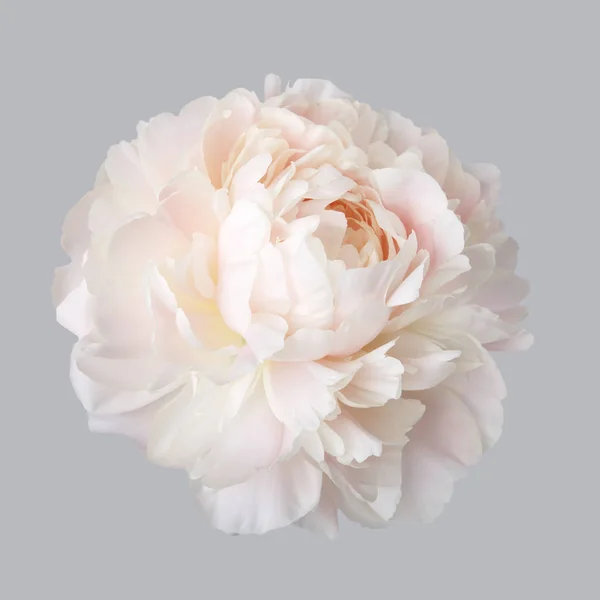 Pivoine Couleur Rose Pâle Sur Fond Gris — Photo