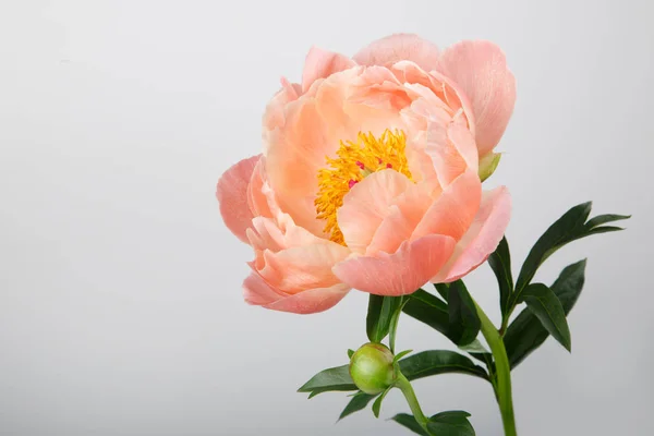 Gri arka plan üzerinde turuncu Şakayık çiçeği