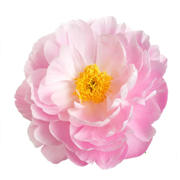 Fleur Pivoine Rose Avec Étamines Jaunes Isolées Sur Fond Blanc — Photo