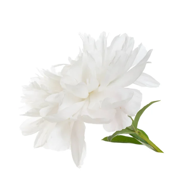 Flor Peonía Blanca Aislada Sobre Fondo Blanco —  Fotos de Stock