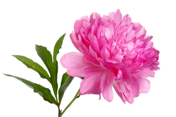 Розовый Пион Цветы Изолированы Белом Фоне — стоковое фото