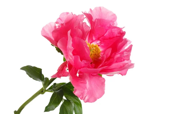 Rosa Peônia Flores Isoladas Fundo Branco — Fotografia de Stock