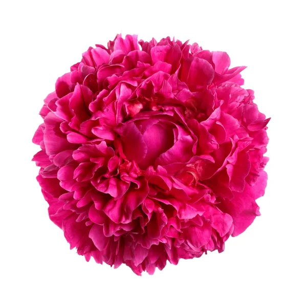 Magenta Peonia Fiore Isolato Sfondo Bianco — Foto Stock