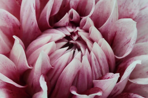 çiçekli pembe bir arka plan ile yakın çekim Pembe çiçek