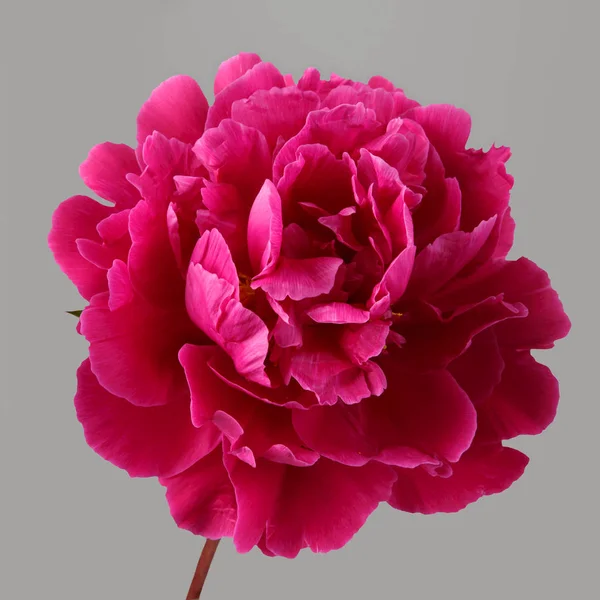 Paarse Peony Bloem Grijze Achtergrond — Stockfoto