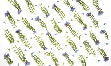 Symphytum beyaz bir arka plan üzerinde paralel çizgiler ortaya konulan çiçekler yapılmış çiçek duvar kağıdı.