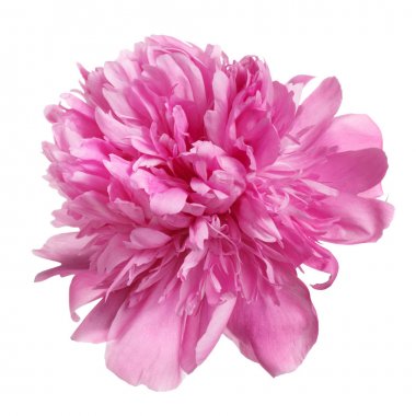 Beyaz arkaplanda izole edilmiş pembe şakayık çiçeği.