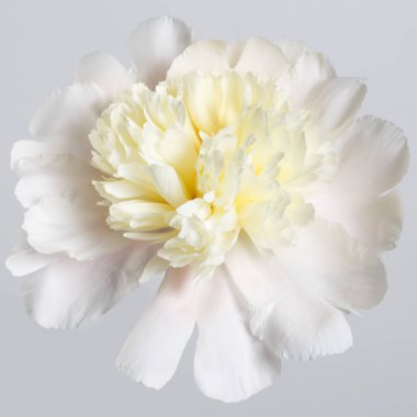 Gri arka plan beyaz Şakayık