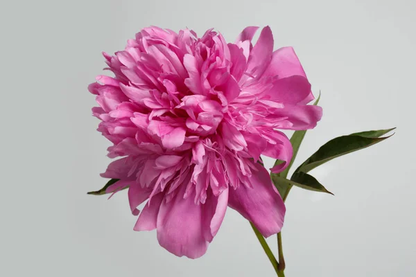 Una Flor Una Peonía Rosa Aislada Sobre Fondo Gris — Foto de Stock