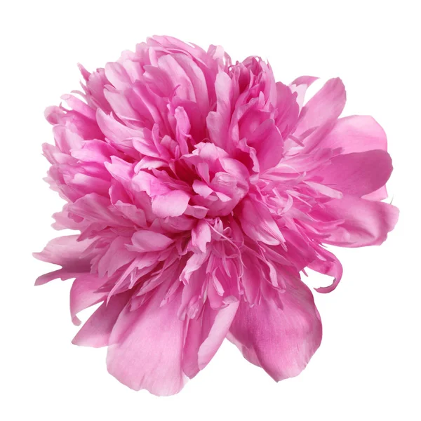 Beyaz arkaplanda izole edilmiş pembe şakayık çiçeği.
