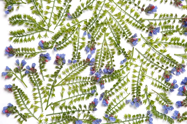 Beyaz arka plan üzerinde ortaya konulan Symphytum çiçekler