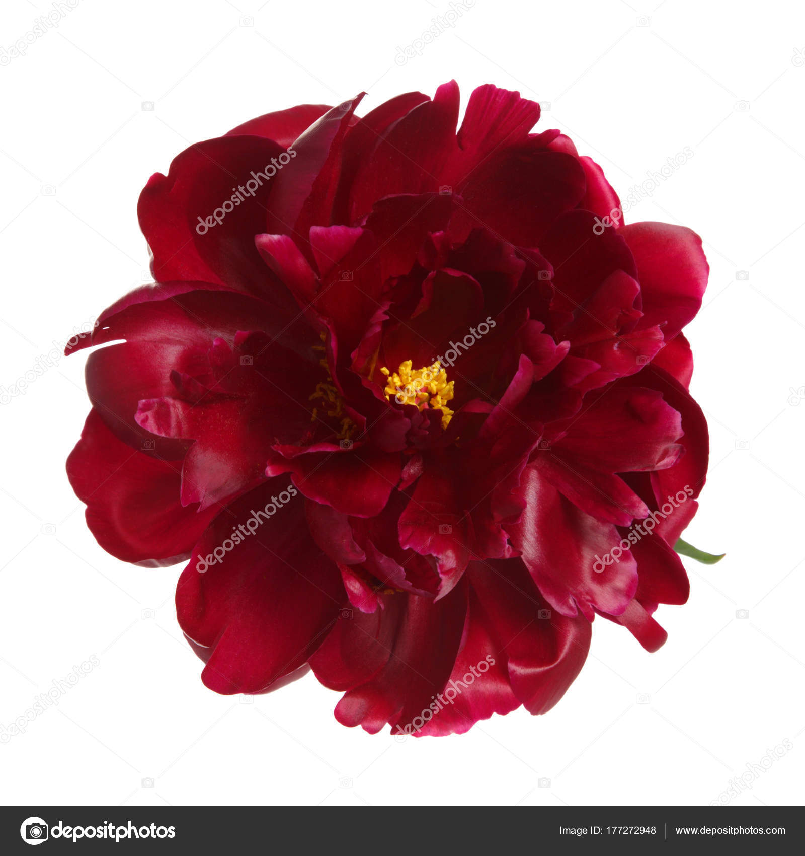 burgundy and white background