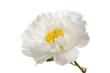 Beyaz arka plan üzerinde izole sarı stamens ile beyaz Şakayık çiçeği