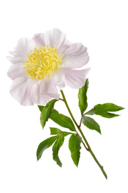 Pembe şakayık beyaz arkaplanda izole edilmiş