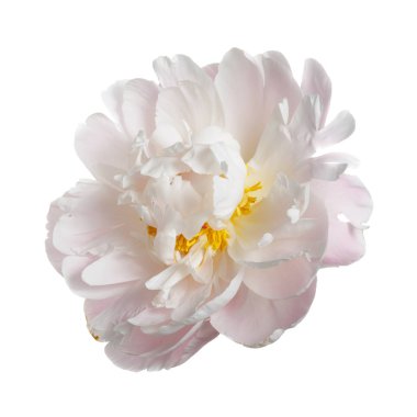 Beyaz arka plan üzerinde izole yavaşça pembe Şakayık