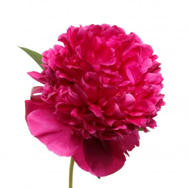 Beyaz arkaplanda izole edilmiş pembe şakayık çiçeği