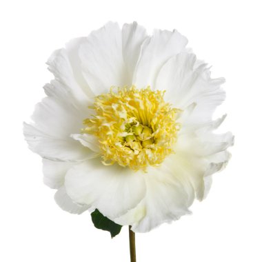 Beyaz arka plan üzerinde izole sarı stamens ile beyaz Şakayık çiçeği