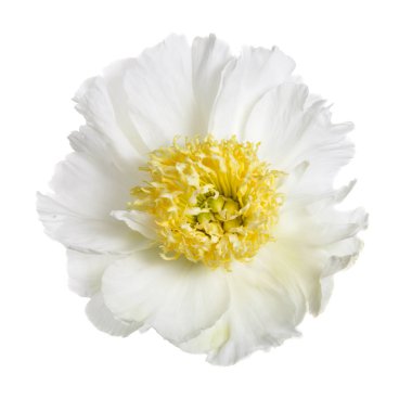 Beyaz arka plan üzerinde izole sarı stamens ile beyaz Şakayık çiçeği