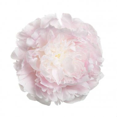 Beyaz arka plan üzerinde izole yavaşça pembe Şakayık