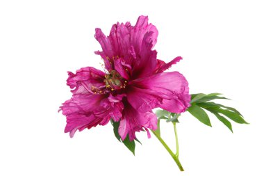 Magenta peony flower isolated on white background clipart