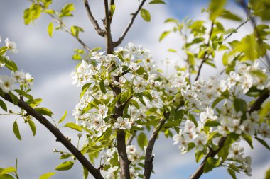 çiçek açan kiraz bulutlu gökyüzü karşı