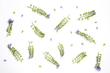 Symphytum çiçek düzensizce beyaz zemin üzerine yayılmış