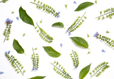 Symphytum çiçek yaprakları ile düzensizce beyaz zemin üzerine yayılmış