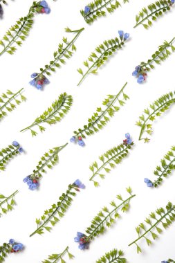 Beyaz arka plan üzerinde paralel çizgiler ortaya konulan Symphytum çiçekler