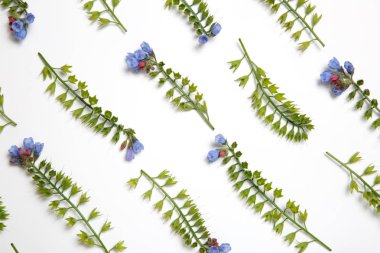 Beyaz arka plan üzerinde paralel çizgiler ortaya konulan Symphytum çiçekler