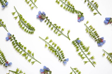 Beyaz arka plan üzerinde paralel çizgiler ortaya konulan Symphytum çiçekler