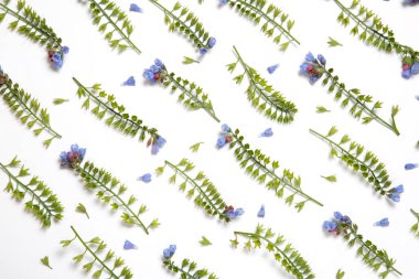 Beyaz arka plan üzerinde paralel çizgiler ortaya konulan Symphytum çiçekler