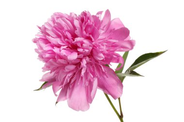 Beyaz arkaplanda izole edilmiş pembe şakayık çiçeği.