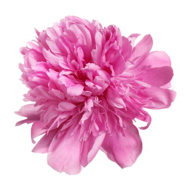 Beyaz arkaplanda izole edilmiş pembe şakayık çiçeği.