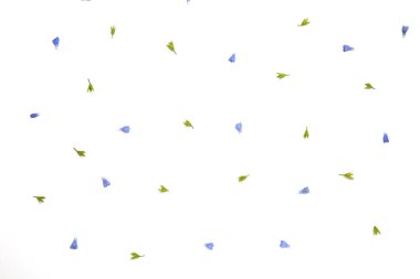 Beyaz zemin üzerine düzensizce yaymak Symphytum çiçekler