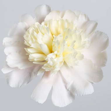 Gri arka plan beyaz Şakayık