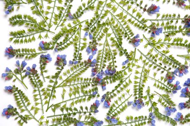 Beyaz arka plan üzerinde ortaya konulan Symphytum çiçekler