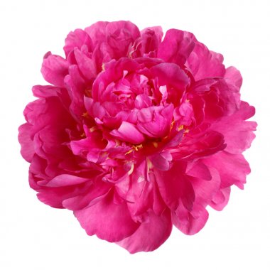 Beyaz arka plan üzerinde izole kırmızı renk Şakayık.