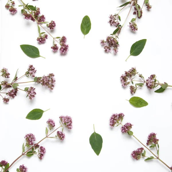 Decorative round frame of oregano isolated on white background