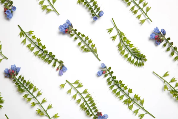 Beyaz arka plan üzerinde paralel çizgiler ortaya konulan Symphytum çiçekler