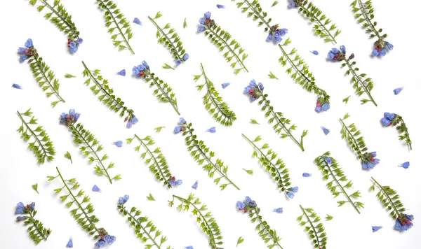 Beyaz arka plan üzerinde paralel çizgiler ortaya konulan Symphytum çiçekler