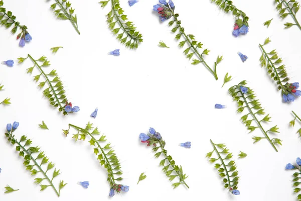 Fleurs Symphytiques Disposées Lignes Parallèles Sur Fond Blanc — Photo