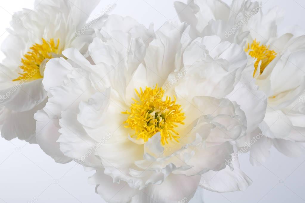 View of bouquet of white peonies with yellow stamens