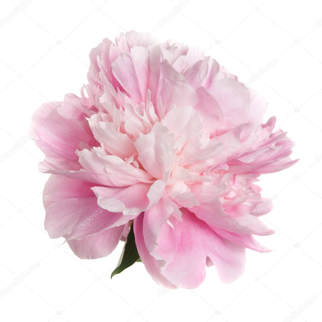Gently pink peony isolated on white background