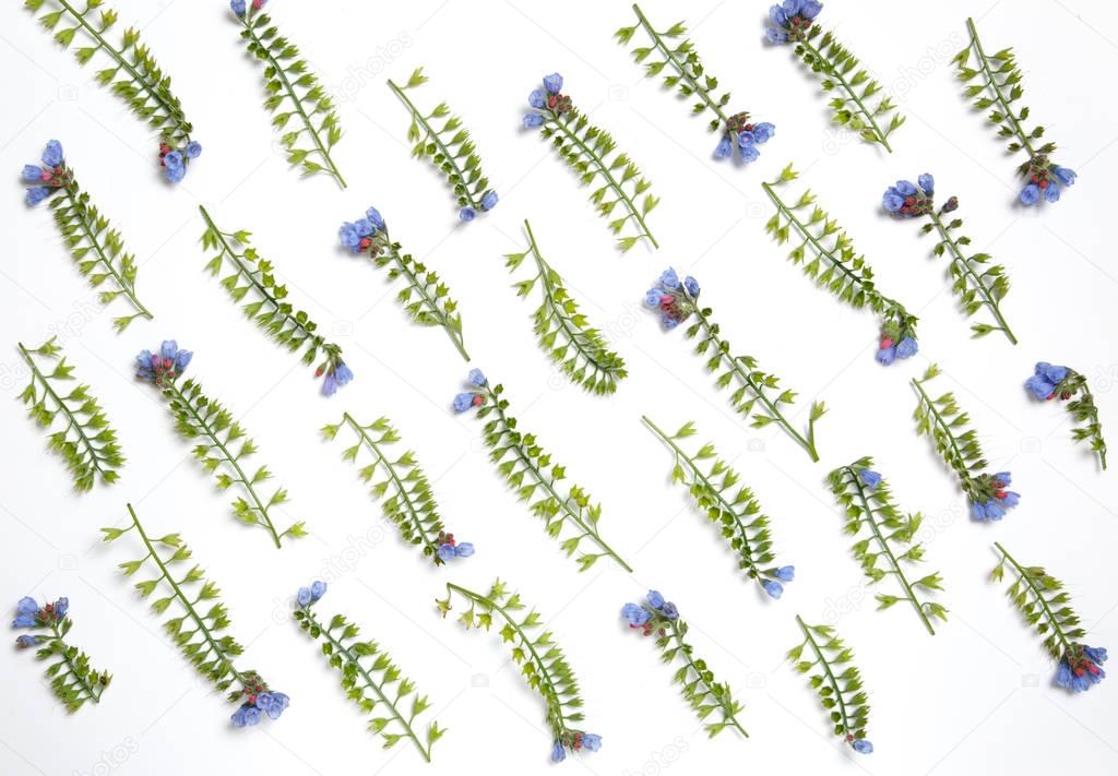 Symphytum flowers laid out in parallel lines on white background