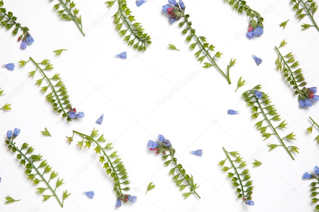 Symphytum flowers laid out in parallel lines on white background