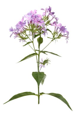 Lila phlox beyaz arka plan üzerinde izole.