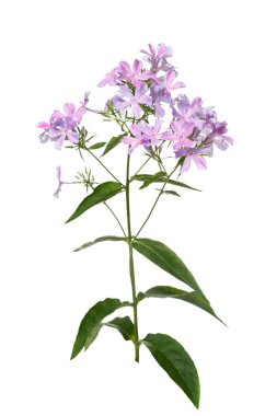 Lila phlox beyaz arka plan üzerinde izole.