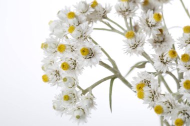 Beyaz arka plan üzerinde izole Anafalis çiçek.